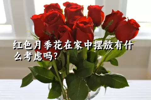 红色月季花在家中摆放有什么考虑吗？