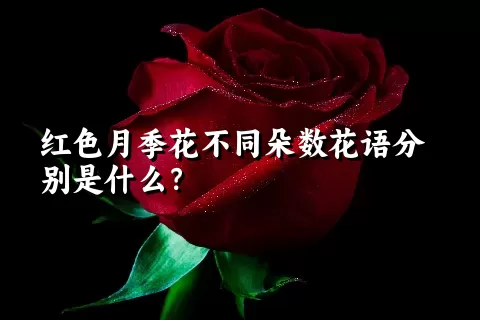 红色月季花不同朵数花语分别是什么？