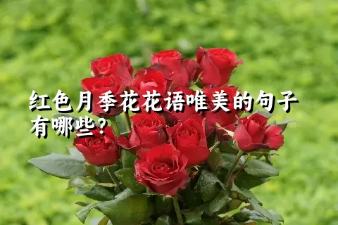 红色月季花花语唯美的句子有哪些？