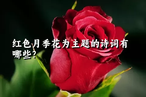 红色月季花为主题的诗词有哪些？