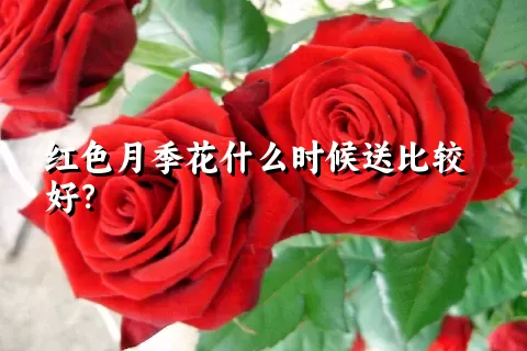 红色月季花什么时候送比较好？