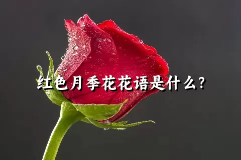 红色月季花花语是什么？