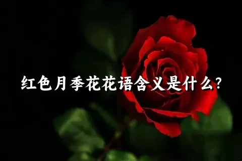 红色月季花花语含义是什么？