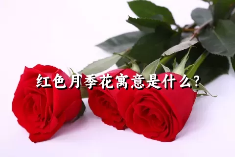 红色月季花寓意是什么？