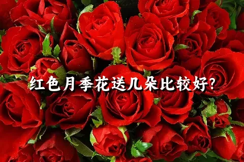 红色月季花送几朵比较好？