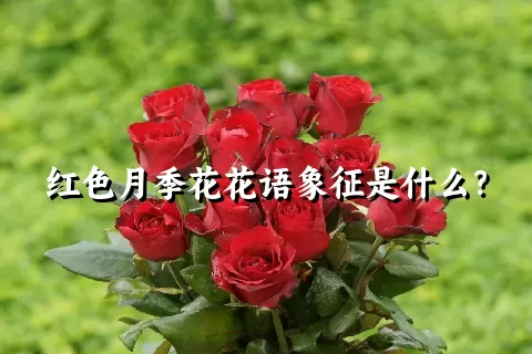 红色月季花花语象征是什么？