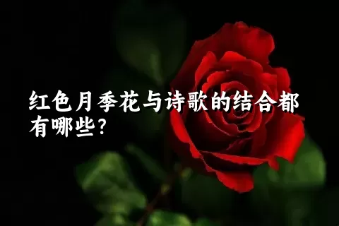 红色月季花与诗歌的结合都有哪些？