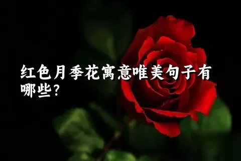 红色月季花寓意唯美句子有哪些？