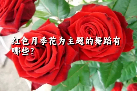 红色月季花为主题的舞蹈有哪些？