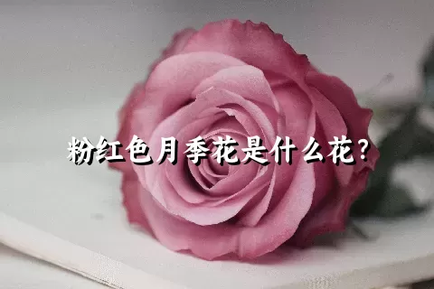 粉红色月季花是什么花？