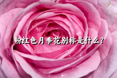 粉红色月季花别称是什么？