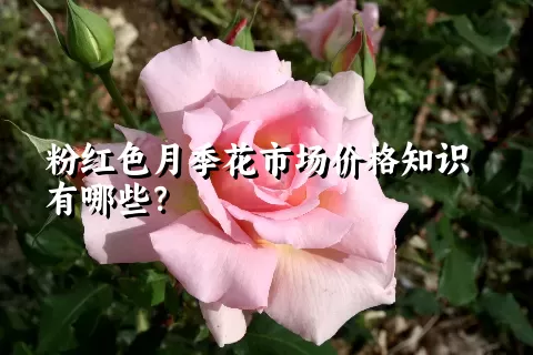 粉红色月季花市场价格知识有哪些？