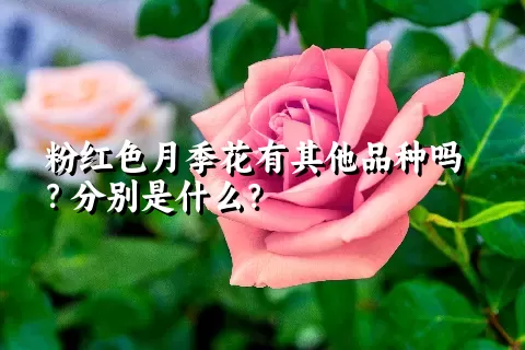 粉红色月季花有其他品种吗？分别是什么？