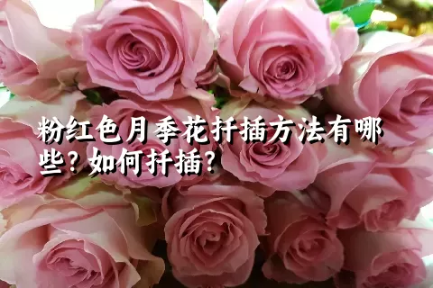 粉红色月季花扦插方法有哪些？如何扦插？