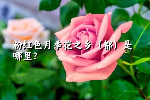 粉红色月季花之乡（都）是哪里？