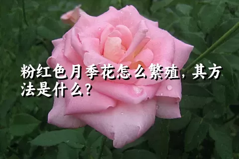 粉红色月季花怎么繁殖，其方法是什么？