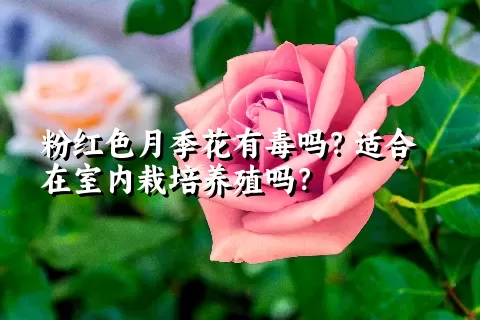 粉红色月季花有毒吗？适合在室内栽培养殖吗？