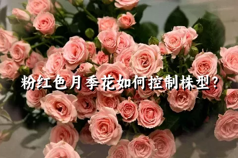 粉红色月季花如何控制株型？