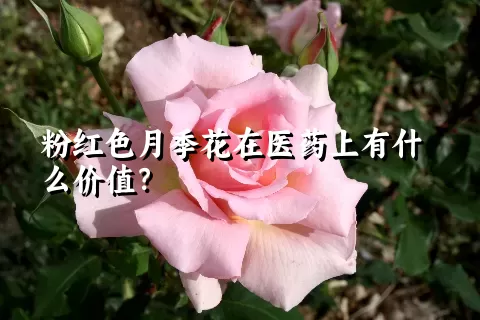 粉红色月季花在医药上有什么价值？