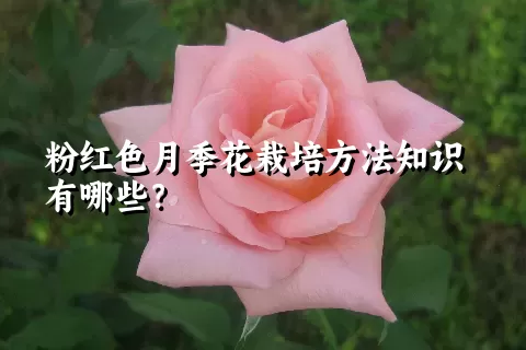 粉红色月季花栽培方法知识有哪些？