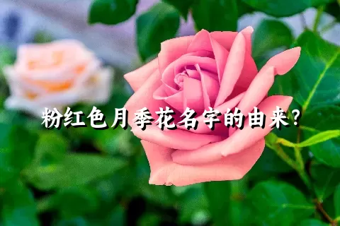 粉红色月季花名字的由来？