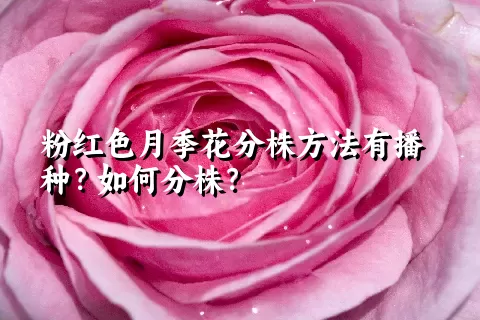 粉红色月季花分株方法有播种？如何分株？