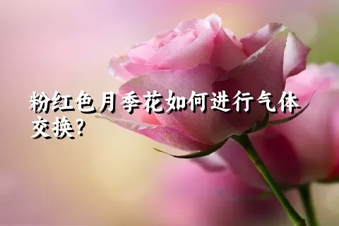 粉红色月季花如何进行气体交换？