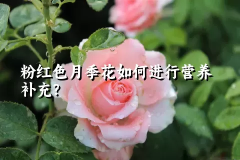 粉红色月季花如何进行营养补充？