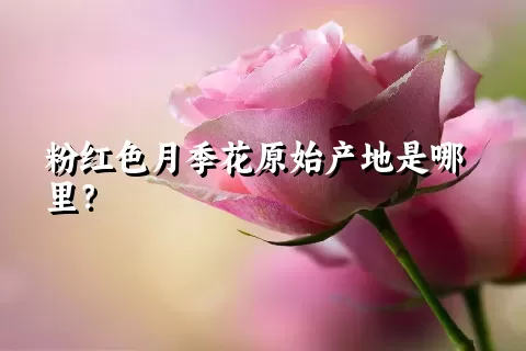 粉红色月季花原始产地是哪里？