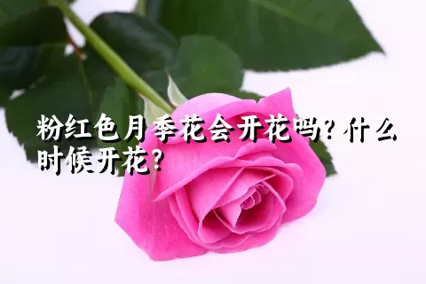 粉红色月季花会开花吗？什么时候开花？