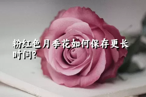 粉红色月季花如何保存更长时间？