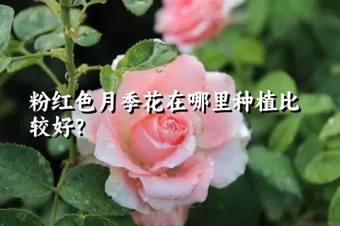 粉红色月季花在哪里种植比较好？