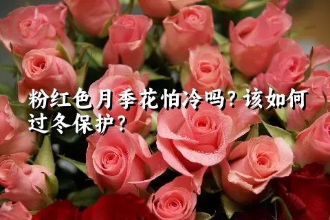 粉红色月季花怕冷吗？该如何过冬保护？