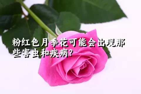 粉红色月季花可能会出现那些害虫和疾病？