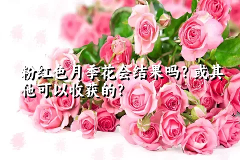 粉红色月季花会结果吗？或其他可以收获的？