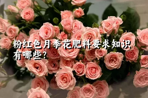 粉红色月季花肥料要求知识有哪些？