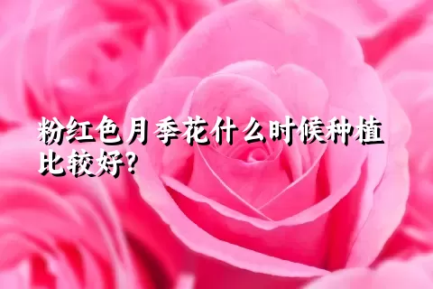 粉红色月季花什么时候种植比较好？