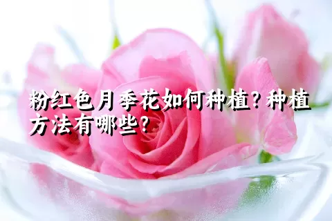 粉红色月季花如何种植？种植方法有哪些？