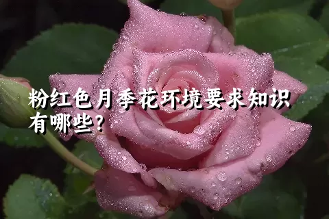 粉红色月季花环境要求知识有哪些？