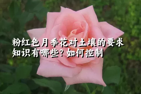 粉红色月季花对土壤的要求知识有哪些？如何控制