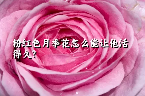 粉红色月季花怎么能让他活得久？