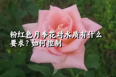 粉红色月季花对水质有什么要求？如何控制