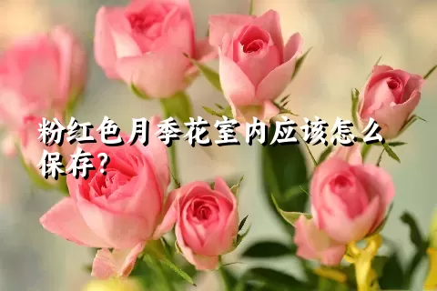 粉红色月季花室内应该怎么保存？