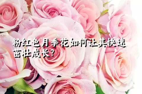 粉红色月季花如何让其快速茁壮成长？