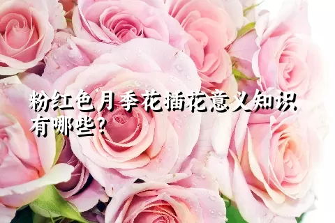 粉红色月季花插花意义知识有哪些？