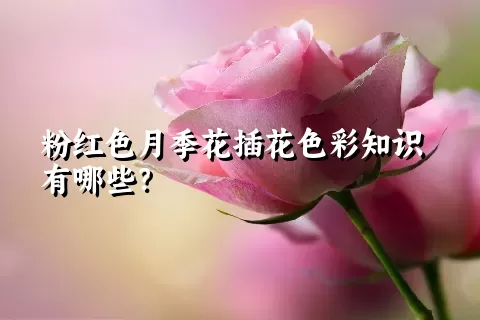 粉红色月季花插花色彩知识有哪些？