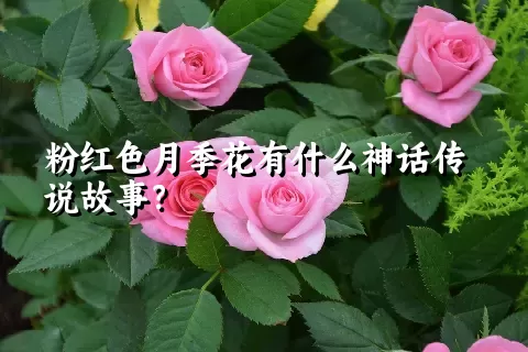 粉红色月季花有什么神话传说故事？