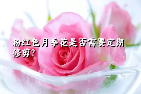 粉红色月季花是否需要定期修剪？