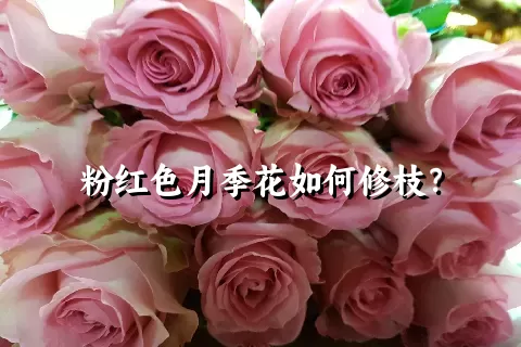 粉红色月季花如何修枝？