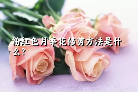 粉红色月季花修剪方法是什么？